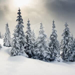 Kerst Fotoachtergrond bomen